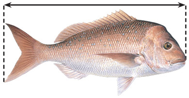 Pink snapper illustration